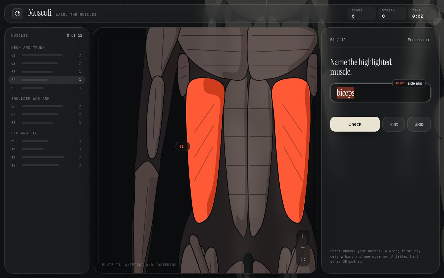 The Musculi game in Type mode. The deltoid is highlighted in orange on both the front and back muscle plates, with the answer box and a hint button on the right.